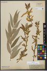 Foto von Salix alba subsp. vitellina (L.) Arcang.